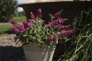 Budleia 'Dapper Pink' (Star Roses and Plants)