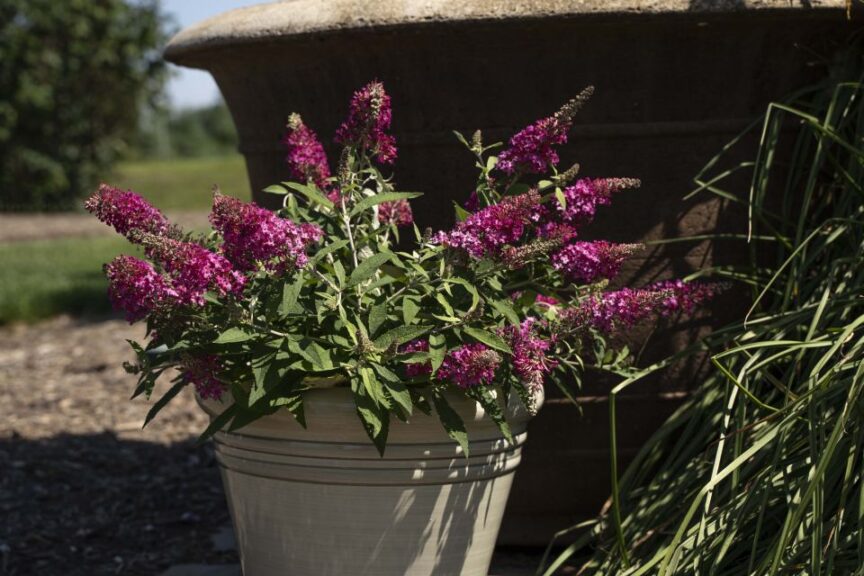 Budleia 'Dapper Pink' (Star Roses and Plants)