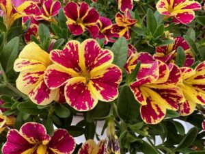 Calibrachoa ‘Lia Abstract Lemon Cherry’ (Danziger)