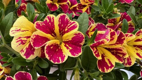 Your One-Stop Site for all Things California Spring Trials
