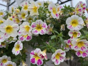 Calibrachoa 'Cielo Pink Splash' (Green Fuse)