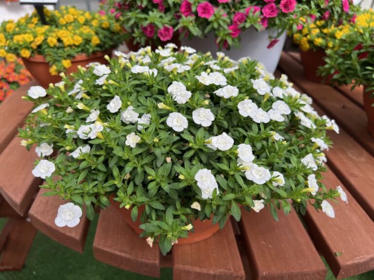 Calibrachoa 'MiniFamous Evo Double White' (Selecta)