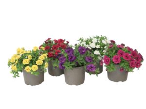 Calibrachoa MiniFamous Evo Series (Selecta One)