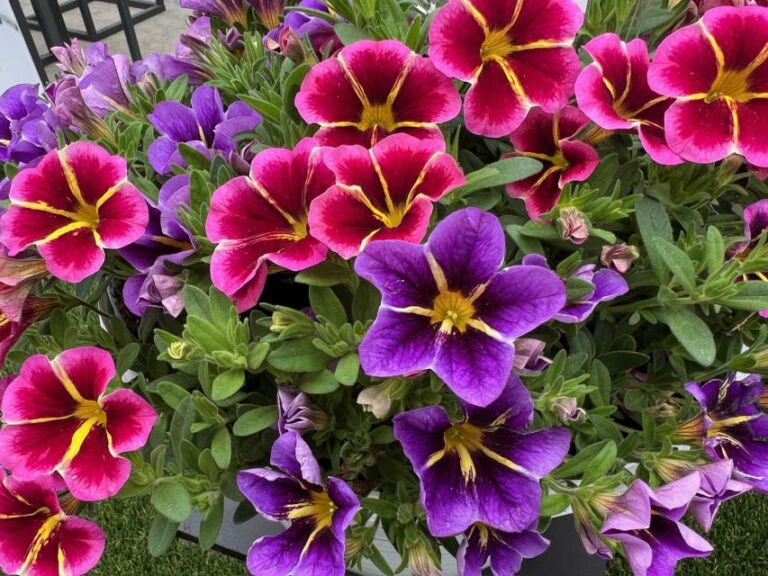 Calibrachoa 'Caliloco Starfire Rose' and C. 'Caliloco 'Starfire Blue' (Westhoff)