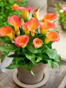 Calla 'Captain Osorno' (ThinkPlants/Kapiteyn)