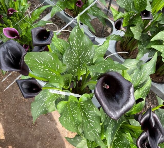 Calla ‘Ciara’ (Flamingo Holland)