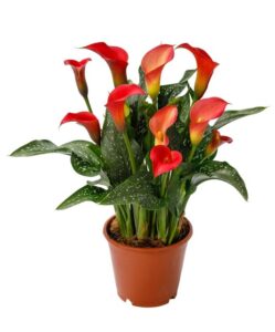 Calla 'Royal Blizz' (Flamingo Holland)