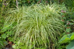 Carex 'Moon Falls' (Pacific Plug & Liner)