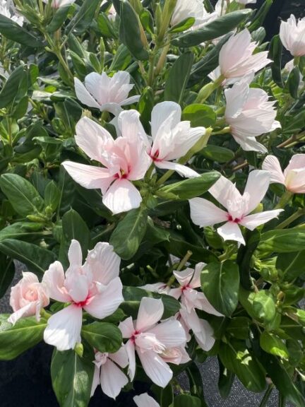 Catharanthus 'Soiree Double Appleblossom' (Suntory Flowers)