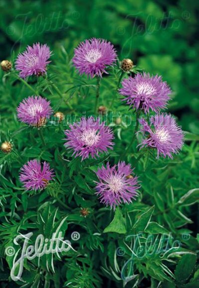 Centaurea delabata ‘Pink Passion’ (Jelitto)