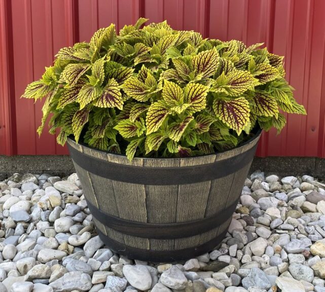 Coleus 'TerraScape Solar Fire' (Kientzler)