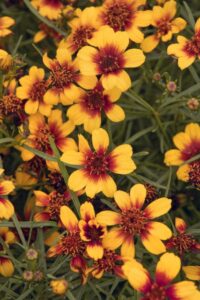 Coreopsis 'Sunstar Orange' (ThinkPlants/Monrovia)