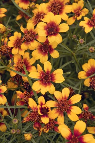 Coreopsis 'Sunstar Orange' (ThinkPlants/Monrovia)