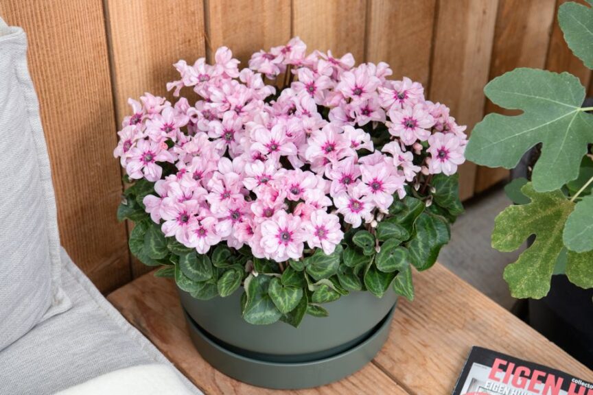 Cyclamen Illusia Series (Schoneveld)