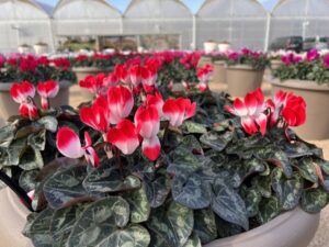 Cyclamen 'Midi+Indiaka Red' (Morel Cyclamen)