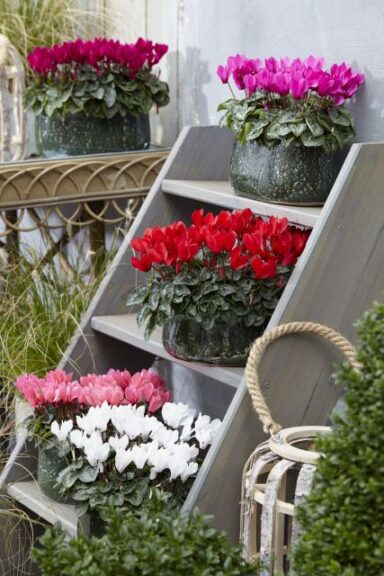 Cyclamen SeeWhy Mix (Syngenta Flowers)