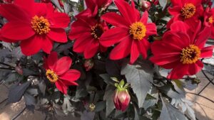 Coleus, Canna, and Celosia Among Greenhouse Grower Team Favorites From Day 3 of CAST