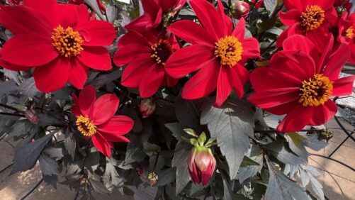 Coleus, Canna, and Celosia Among Greenhouse Grower Team Favorites From Day 3 of CAST