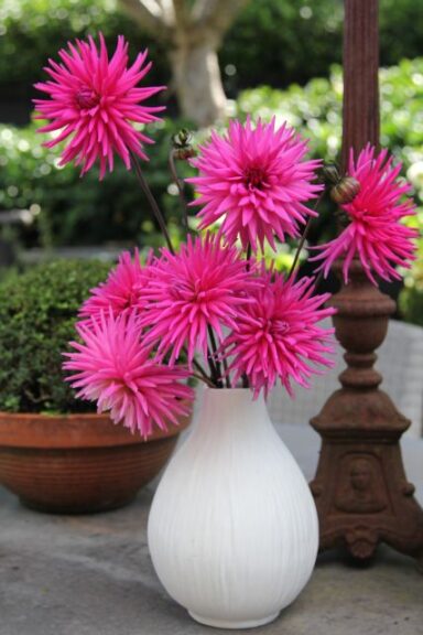 Dahlia 'Mystic Electro Pink' (Cohen Propagation Nurseries)