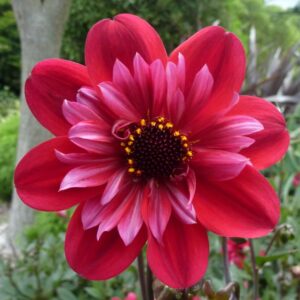 Dahlia 'Mystic Flares Catch' (Cohen Propagation Nurseries)