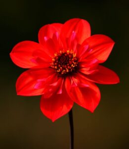 Dahlia 'Mystic Flares Time' (Cohen Propagation Nurseries)