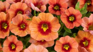 2024 California Spring Trials Preview: American Takii, Hilverdaflorist, Danziger