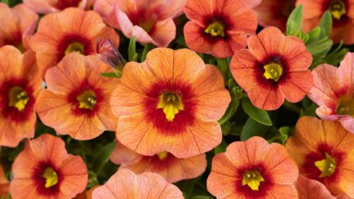 2024 California Spring Trials Preview: American Takii, Hilverdaflorist, Danziger