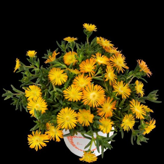 Delosperma 'Solstice Yellow' (Dümmen Orange)