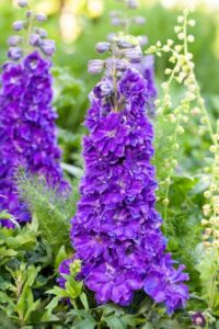 Delphinium 'Delgenius Kingsley' (Pacific Plug & Liner)