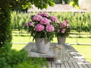 Dianthus 'Dart Pink Magician' (PanAmerican Seed)