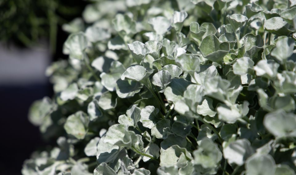 Dichondra 'Silver Surfer' (Benary)