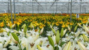 Dutch Lily Days Offers Meeting Place for Breeders and Growers
