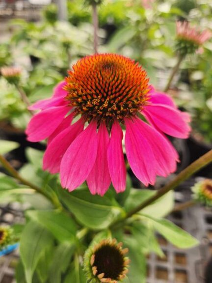 Echinacea 'Panama Rose' (ThinkPlants/Danziger)