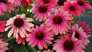 Highlights From Greenhouse Grower’s March 2024 Issue