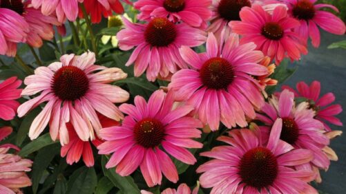 Highlights From Greenhouse Grower’s March 2024 Issue
