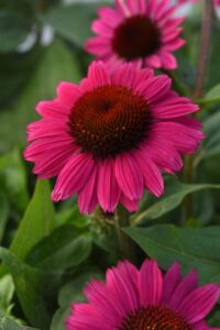 Echinacea 'Sombrero Fuchsia Fandango' (Darwin Perennials)