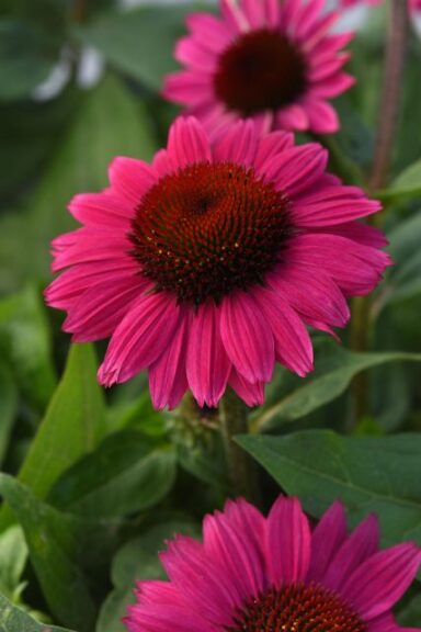 Echinacea 'Sombrero Fuchsia Fandango' (Darwin Perennials)