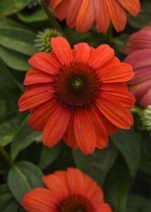 Echinacea 'Sombrero Mandarin Mambo' (Darwin Perennials)
