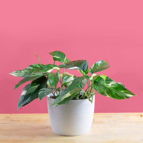 Epipremnum pinnatum 'Albo' (Costa Farms)