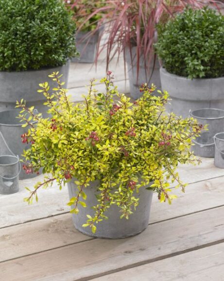 Escallonia 'Golden Carpet' (Jaldety)