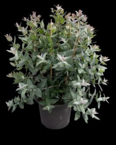 Eucalyptus 'StyX' (Benary)