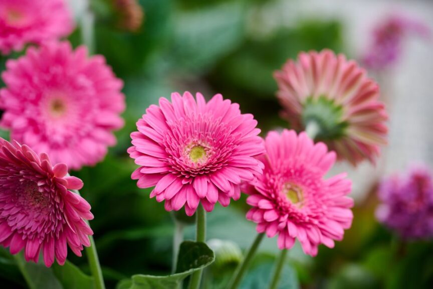 Garden Gerbera 'Garvinea Sweet Maggie' (HilverdaFlorist)