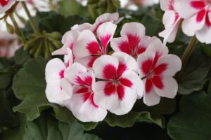 Geranium 'Mojo White Splash' (Syngenta Flowers)