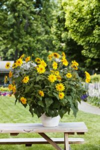 Helianthus 'Sunfinity Double Yellow' (Syngenta Flowers)