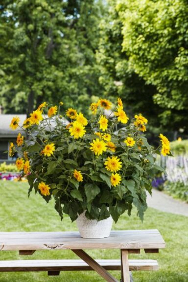 Helianthus 'Sunfinity Double Yellow' (Syngenta Flowers)