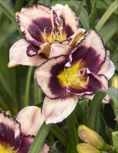 Hemerocallis 'Stormy Skye' (ThinkPlants/Unex)