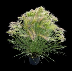 Hordeum 'Ricky' (Benary)