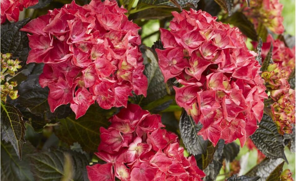 Hydrangea 'BloomChampion Americano' (ThinkPlants/Creekside Greenhouses)