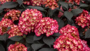 Breeders Trailblazing with New Varieties