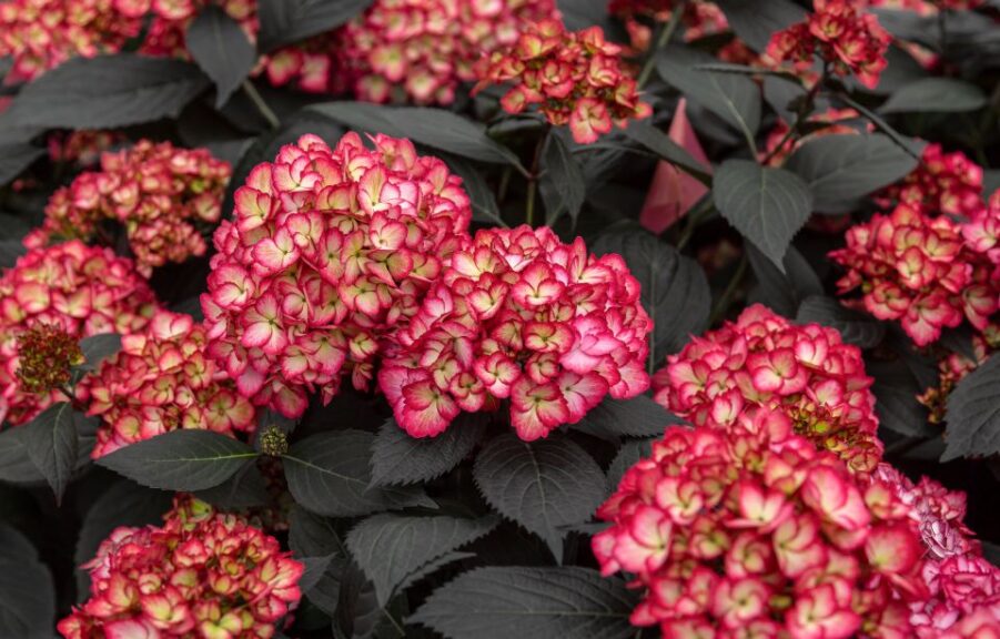 Hydrangea ‘Eclipse’ (Bailey Nurseries)